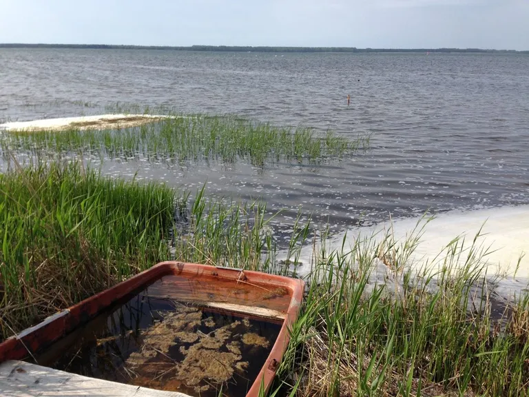 Naturstrand am Bodden mit Schilf